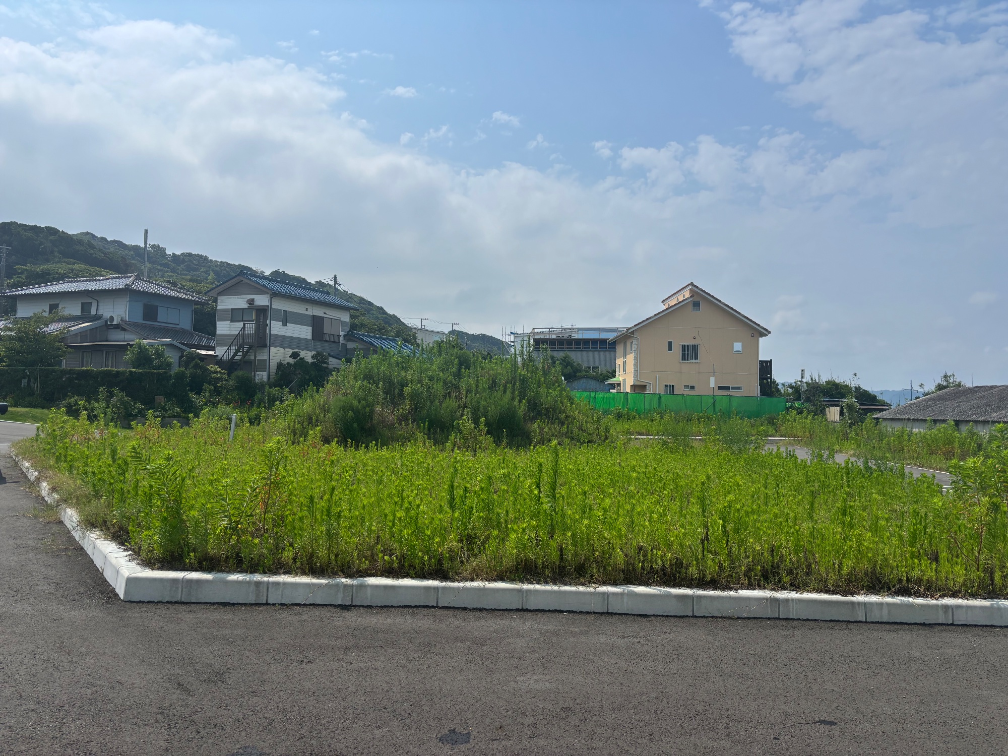 伸び過ぎた雑草の草刈りの作業前